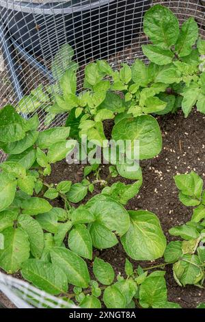 Issaquah, Washington, USA. Junge Kartoffelpflanzen, die in einem Hochkäfig wachsen. Stockfoto