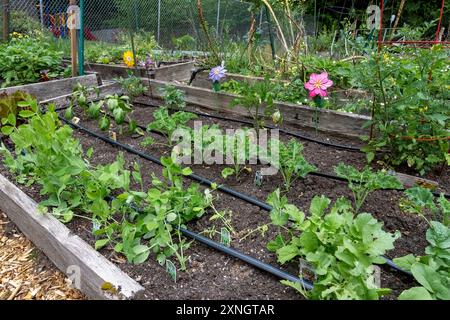 Issaquah, Washington. Frühlingsgartenbett mit Gemüsebeginn, einschließlich Radieschen, Knabbererbsen, Grünkohl, Paprika und Tomaten. Stockfoto