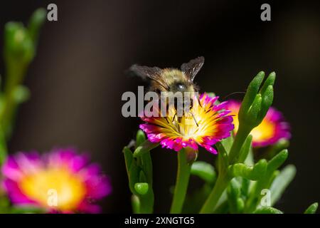 Issaquah, Washington, USA. Eispflanzen werden von einer Hummel bestäubt. Delosperma nubigenum Hot Pink Wonder. Stockfoto