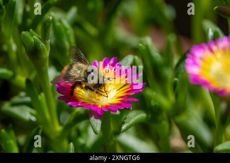 Issaquah, Washington, USA. Eispflanzen werden von einer Hummel bestäubt. Delosperma nubigenum Hot Pink Wonder. Stockfoto