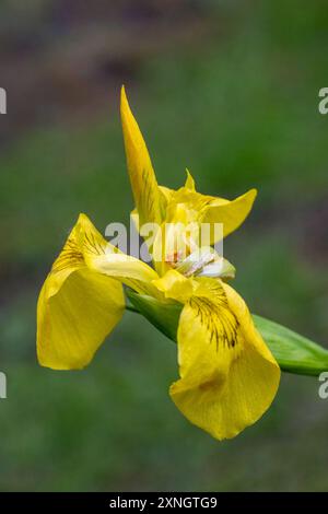 Issaquah, Washington, USA. Roy Davidson Iris, eine bärtlose Hybride, wächst in einem Teich. Stockfoto