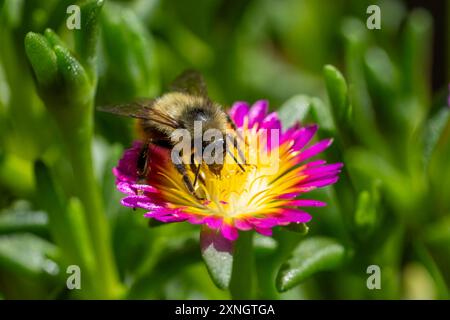 Issaquah, Washington, USA. Eispflanzen werden von einer Hummel bestäubt. Delosperma nubigenum Hot Pink Wonder. Stockfoto