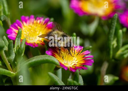 Issaquah, Washington, USA. Eispflanzen werden von einer Hummel bestäubt. Delosperma nubigenum Hot Pink Wonder. Stockfoto