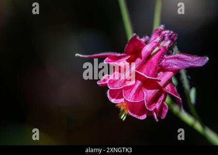 Issaquah, Washington, USA. Coumbine Blütenblüte Stockfoto