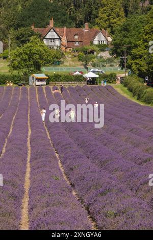 England, Kent, Lavendelfelder auf der Castle Farm bei Sevenoaks Stockfoto