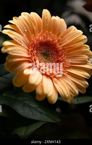 Gerbera Jamesonii blüht in einem Makrofoto auf einem dunkleren Hintergrund Stockfoto