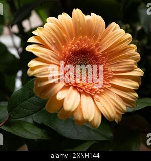 Gerbera Jamesonii blüht in einem Makrofoto auf einem dunkleren Hintergrund Stockfoto