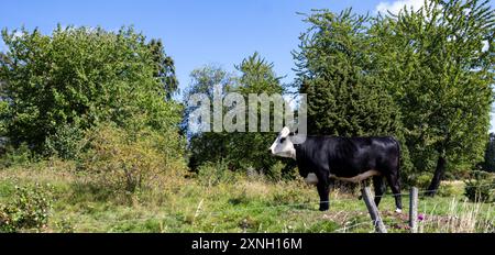 Junger schwarz-weißer Bulle auf der Weide. Auf einem grasbewachsenen Hügel hinter einem Zaun stehen. Profil Seitenansicht Hochformat. Stockfoto