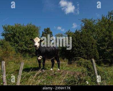 Junger schwarz-weißer Bulle auf der Weide. Auf einem grasbewachsenen Hügel hinter einem Zaun stehen. Stockfoto