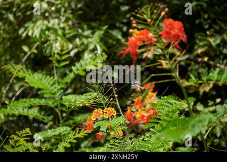 Poinciana oder Pfauenblume, Caesalpinia pulcherrima, auch bekannt als roter Paradiesvogel oder Flos pavonis, ein tropischer immergrüner Sträucher mit Blumen Stockfoto