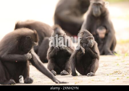 Der Celebes-Haubenmakaken (Macaca nigra), auch bekannt als der schwarze Haubenmakaken, Sulawesi-Haubenmakaken oder der schwarze Affe Stockfoto