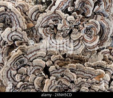 Putenschwanzpilz wächst auf einem Schnittstamm, zeigt natürliche Textur und Muster neutraler Farben aus nächster Nähe. Stockfoto