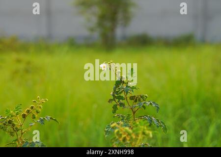 Solanum sisymbriifolium oder Sticky Nachtschattenpflanzen mit ihren Blüten und Blättern Stockfoto