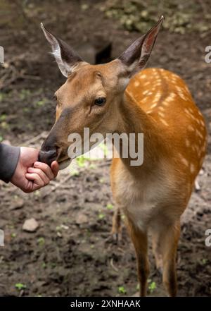 Fütterung des sika-Hirsches (Cervus nippon), auch bekannt als Nordhirsch oder japanischer Hirsch Stockfoto