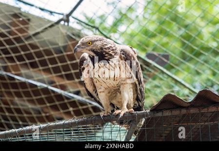 Der Wappenbussard (Pernis ptilorhynchus), auch bekannt als orientalischer, asiatischer oder östlicher Honigbussard Stockfoto