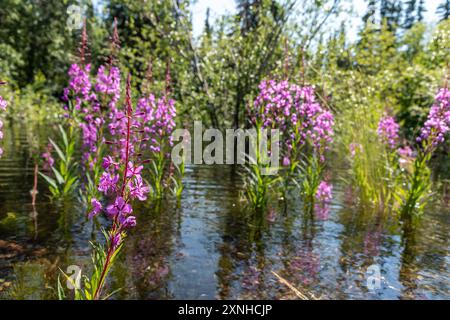 Natürliche, wilde Feuerweed-Pflanzen, die im Norden Kanadas im Sommer zu sehen sind. Chamaenerion angustifolium im Yukon-Territorium. Stockfoto