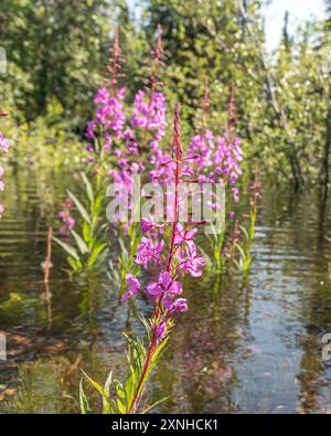 Natürliche, wilde Feuerweed-Pflanzen, die im Norden Kanadas im Sommer zu sehen sind. Chamaenerion angustifolium im Yukon-Territorium. Stockfoto