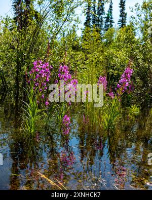 Natürliche, wilde Feuerweed-Pflanzen, die im Norden Kanadas im Sommer zu sehen sind. Chamaenerion angustifolium im Yukon-Territorium. Stockfoto