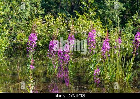 Natürliche, wilde Feuerweed-Pflanzen, die im Norden Kanadas im Sommer zu sehen sind. Chamaenerion angustifolium im Yukon-Territorium. Stockfoto