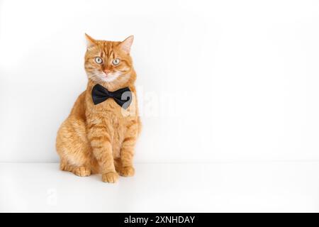 Süße Ingwerkatze in Fliege, die auf weißem Hintergrund sitzt Stockfoto