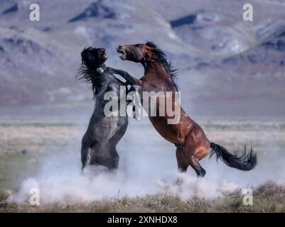 Die Wildpferdeherde des Onaqui Mountain hat eine leichte bis mittelschwere Struktur und ist in Farben wie Sauerampfer, roan, Buchleder, Schwarz, Palomino, und grau. Stockfoto