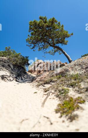 La plage Casadelmar corsica Strand Frankreich Stockfoto