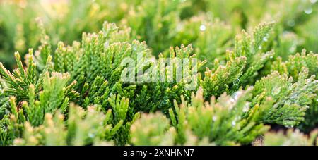 Textur, Hintergrund, Muster von immergrünen Nadelzweigen des Goldteppichs Juniperus horizontalis, kriechender Wacholder. Bokeh mit Lichtreflexion Stockfoto