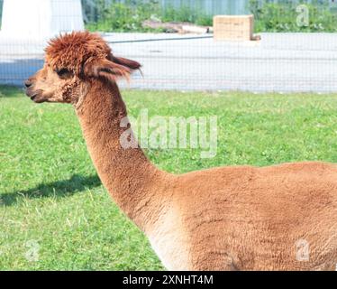 Niedliches braunes Alpaka auf der Farm im Sommer. Haustiere und Lamazucht. Woll- und Bekleidungsproduktion. Stockfoto