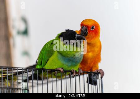 Ein Paar Sittiche, die sich gegenseitig pflegen. Stockfoto