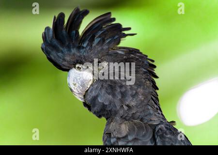 Porträt eines schwarzen Rotschwanz-Kakadu Stockfoto