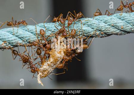 Das rote Ameisen-Team bewegt die Beute, rote Ameisen ist Teamarbeit, selektiver Fokus. Stockfoto