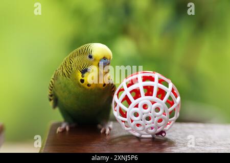 Hauspapagei. Niedlicher Wellensittich und Spielzeugball auf Holztisch Stockfoto