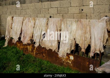 Ledergerberei Alutationsprozess trocknendes Leder in der Sonne aus nächster Nähe Stockfoto