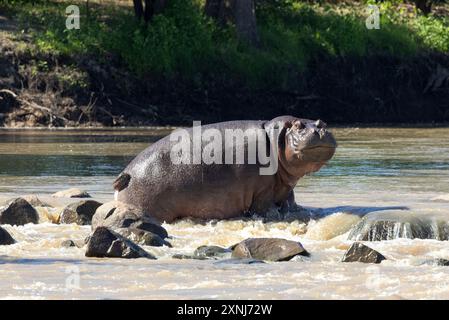 Flusspferde müssen vorsichtig sein, wenn sie auf rutschigen und glatten Felsen laufen. Ein Sturz kann zu schweren Verletzungen oder sogar zum Tod im schnell fließenden Wasser führen. Stockfoto