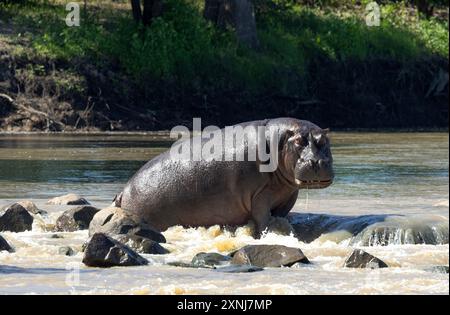 Flusspferde müssen vorsichtig sein, wenn sie auf rutschigen und glatten Felsen laufen. Ein Sturz kann zu schweren Verletzungen oder sogar zum Tod im schnell fließenden Wasser führen. Stockfoto