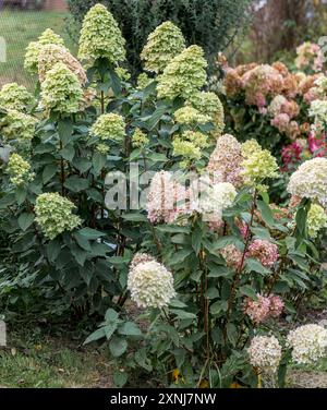 Wachsende Hortensie paniculata im Garten. Herbstfärbung von Blumen Stockfoto
