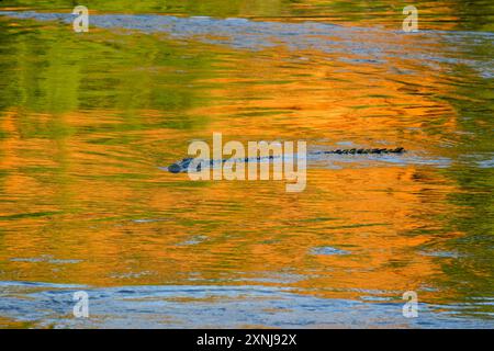 Ein Nil-Krokodil (Crocodylus niloticus) schwimmt entlang des Sambesi-Flusses im unteren Sambesi-Nationalpark, Sambia. Stockfoto