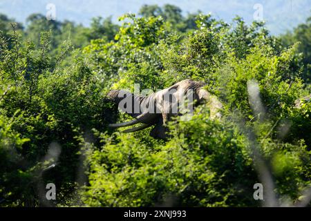 Ein Elefant, der zwischen den Büschen des Sambesi-Flusses isst Stockfoto