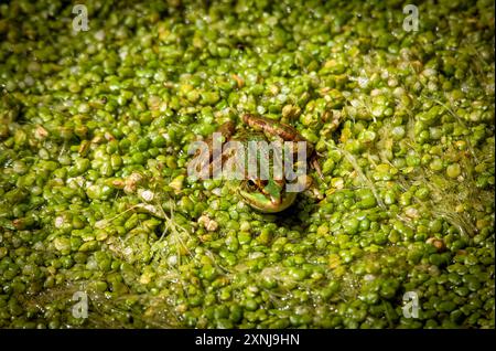 Freundlicher grüner Frosch auf schwimmender Vegetation im stagnierenden Wasser eines Flusses im Sommer und mit intensivem Licht Stockfoto