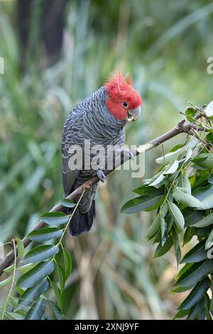 Ein einziger männlicher Gangs-Kakadu, der sich in einem alpinen Waldgebiet in New South Wales, Australien, von einem Baumzweig ernährt. Stockfoto