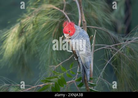 Ein einziger männlicher Gangs-Kakadu, der sich in einem alpinen Waldgebiet in New South Wales, Australien, von einem Baumzweig ernährt. Stockfoto