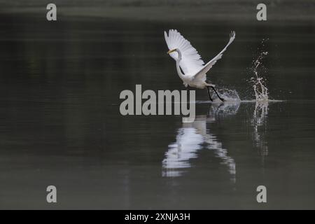 Ein großer Reiher (Ardea Alba) fliegt hinter den Beinen, die hinter dem Wasser des Chinchilla Weir in Queensland, Australien, fliegen. Stockfoto