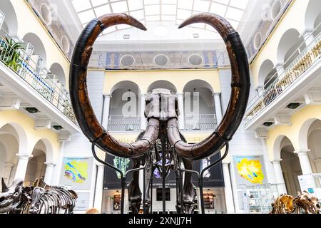 Gekrümmte Stoßzähne einer ausgestorbenen Art von Wolly Mammut, Geologisches Museum, Warschau, Polen Stockfoto