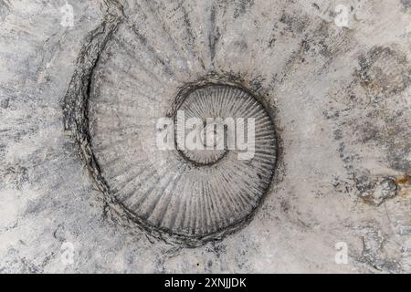 Ammoniit (Pachydesmoceras pachydiscoide), Geologisches Museum, Warschau, Polen Stockfoto