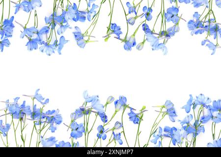 Delphinium Blumenarrangement Sommer Natur Hintergrund Grenze auf weiß. Schöne blaue Blumen bezaubernde Naturblüten für Grußkarte, Geschenkanhänger. Stockfoto