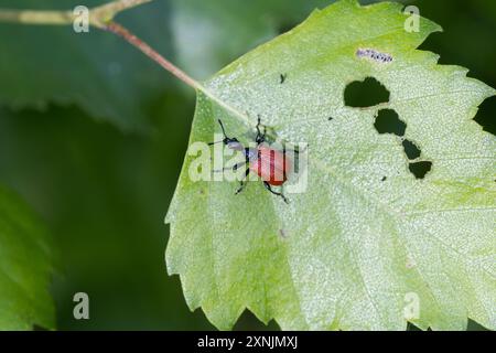 Haselblattroller, Haselblatt-Roller, Haselnuss-Dickkopfroller, an Birkenblatt, Birke, Blattroller, Apoderus coryli, Haselkäfer, Haselblätterwalze wir Stockfoto