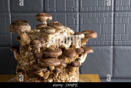 Shiitake-Pilze, Lentinula edodes Anbaukit in der Küche zu Hause auf der Theke, Pilzzucht. Spaß beim Anbau natürlicher Bio-Lebensmittel zu Hause. Stockfoto