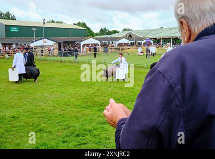 Aktivität bei der Great Yorkshire Show, Harrogate Showground, North Yorkshire, Nordengland, Großbritannien Stockfoto