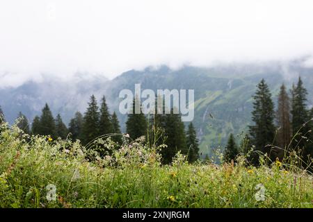 Berglandschaft mit wilden Pflanzen und Tautropfen in der tektonischen Arena Sardona bei Elm, Schweiz Stockfoto