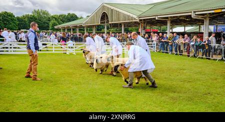 Aktivität bei der Great Yorkshire Show, Harrogate Showground, North Yorkshire, Nordengland, Großbritannien Stockfoto